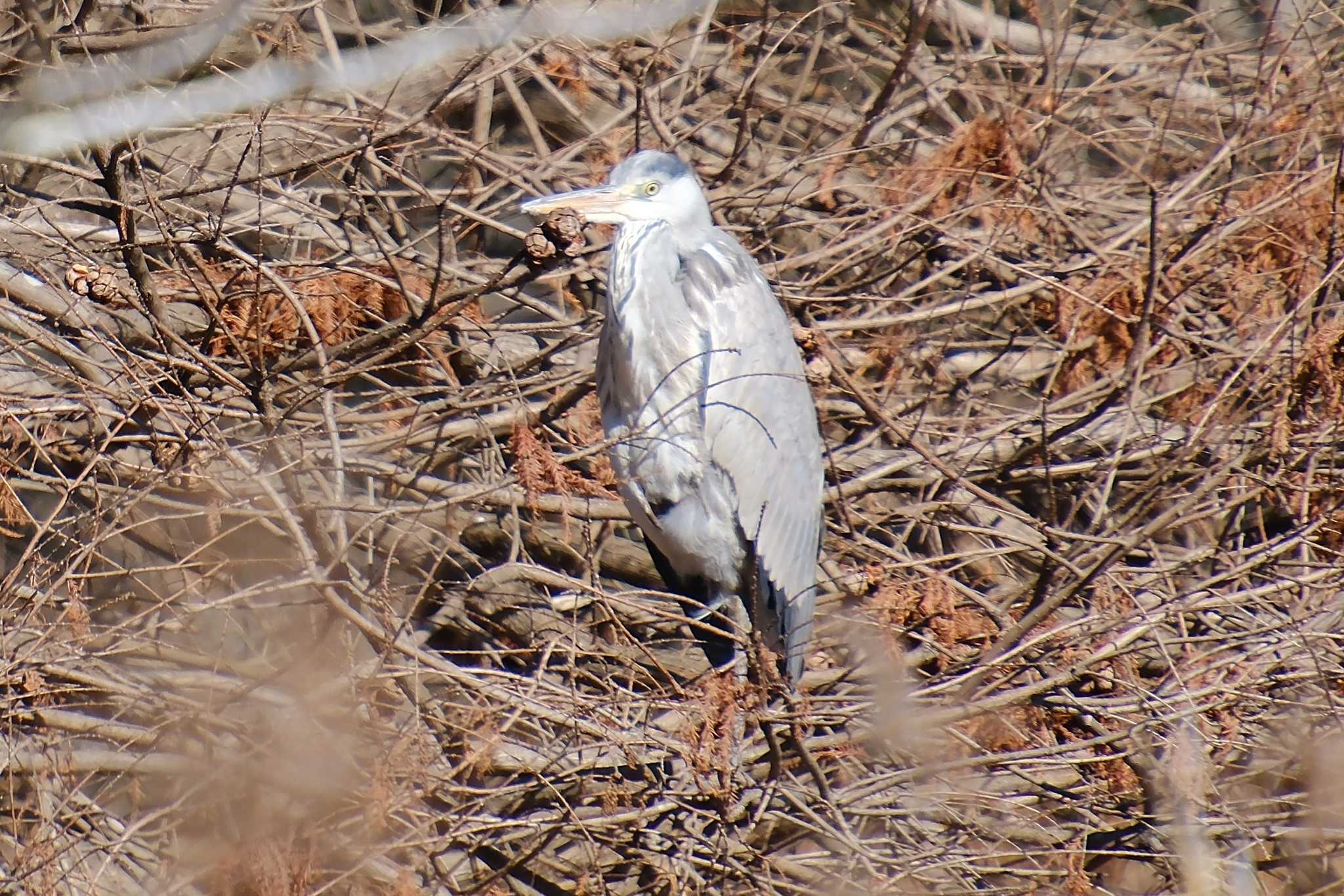 Grey Heron