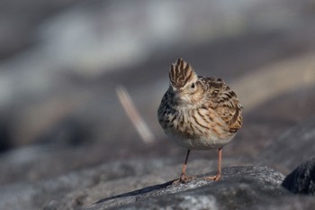 Eurasian Skylark 狭山湖 Sat, 2/18/2023