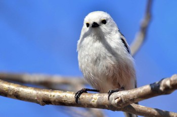 Long-tailed tit(japonicus) 北海道恵庭市 桜公園 Unknown Date