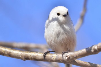 シマエナガ 北海道恵庭市 桜公園 撮影日未設定