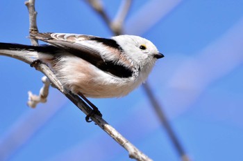 Long-tailed tit(japonicus) 北海道恵庭市 桜公園 Unknown Date