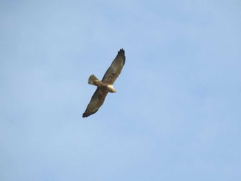 ハイイロチュウヒ 弥富野鳥園 2020年11月15日(日)