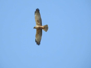 ハイイロチュウヒ 弥富野鳥園 2020年11月15日(日)