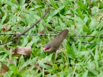 Common Waxbill ホノルル Tue, 2/21/2023