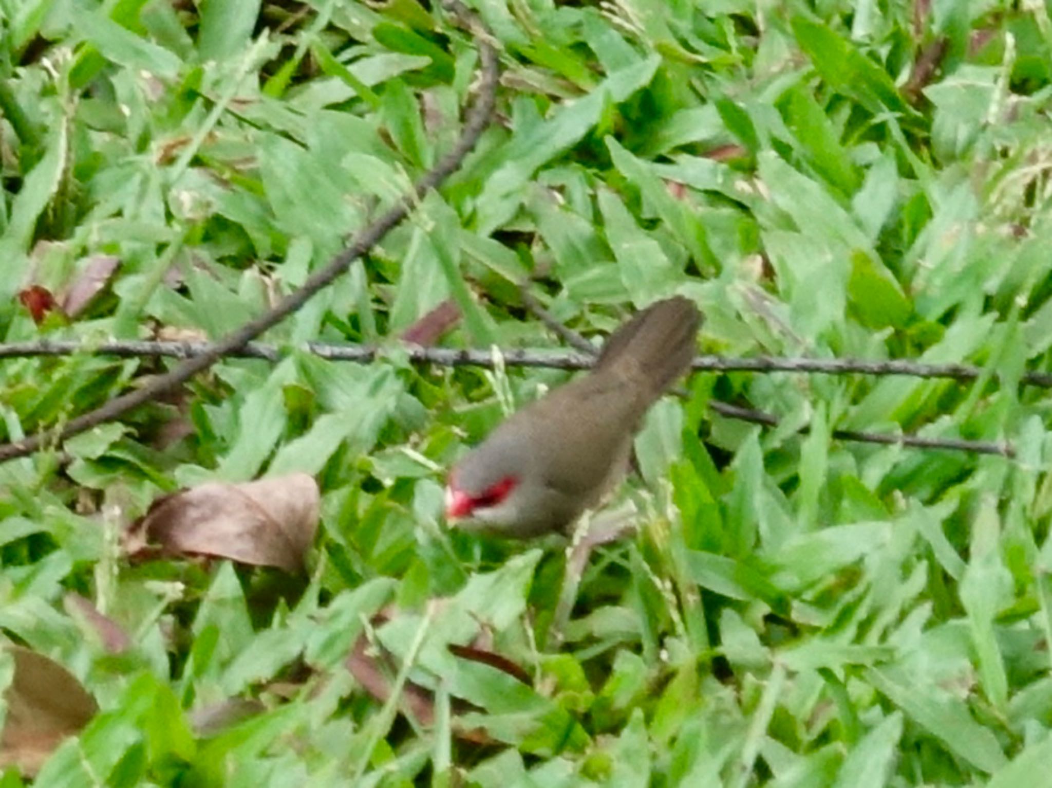 オナガカエデチョウ