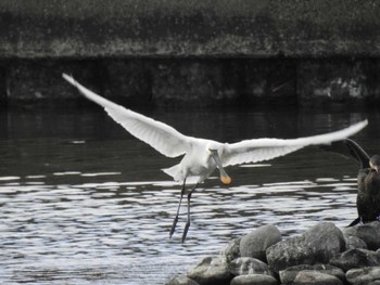 Black-faced Spoonbill 三重県松阪市 Sun, 11/22/2020