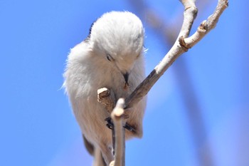 Long-tailed tit(japonicus) 北海道恵庭市 桜公園 Unknown Date