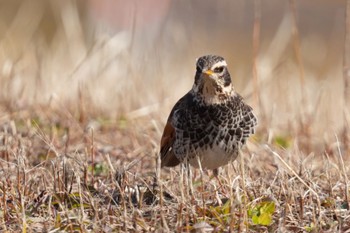 Dusky Thrush 狭山湖 Sat, 2/18/2023