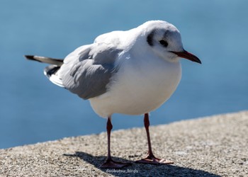 ユリカモメ 瀬戸川河口公園 2023年2月22日(水)