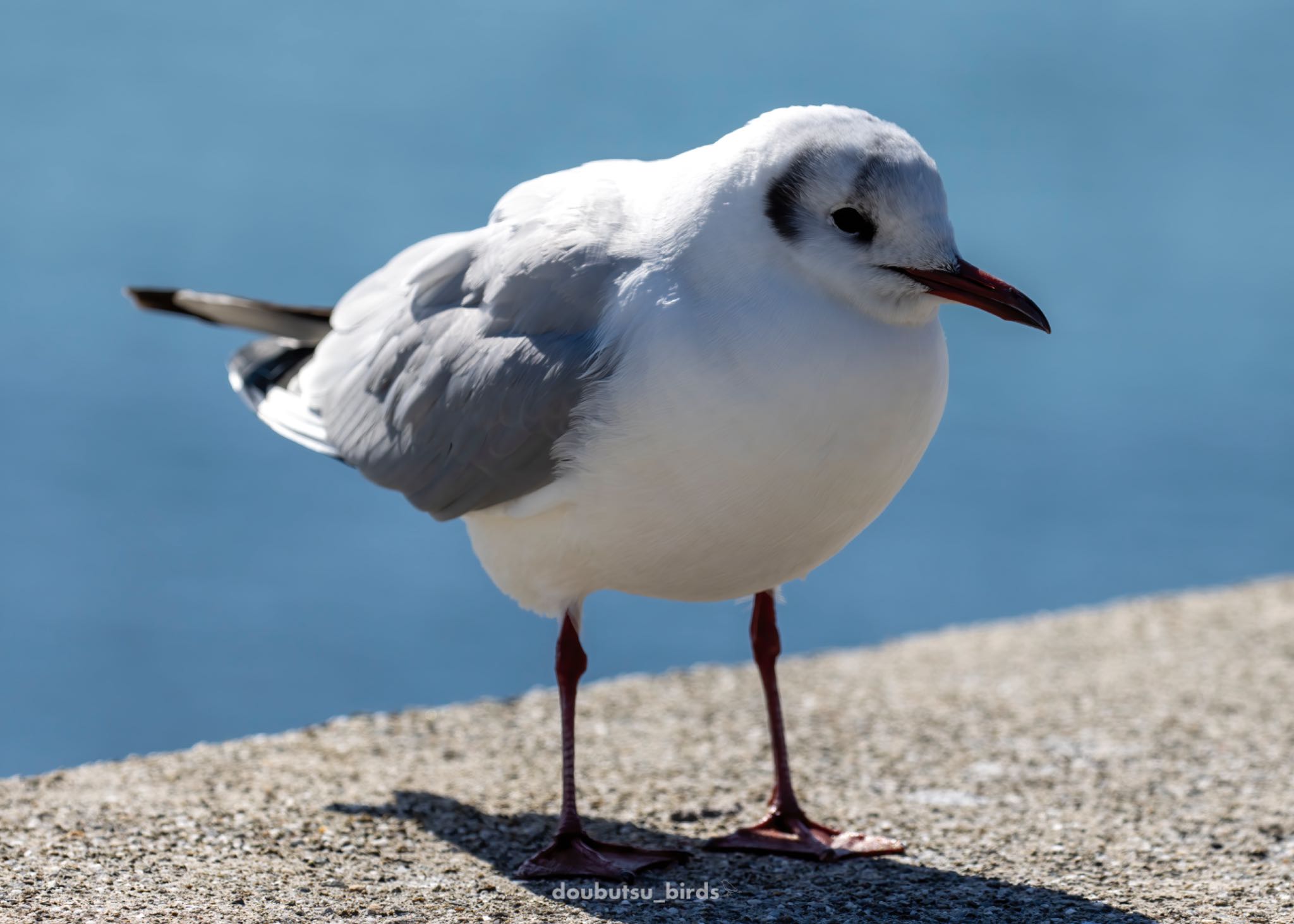 Photo of Black-headed Gull at 瀬戸川河口公園 by どうぶつ