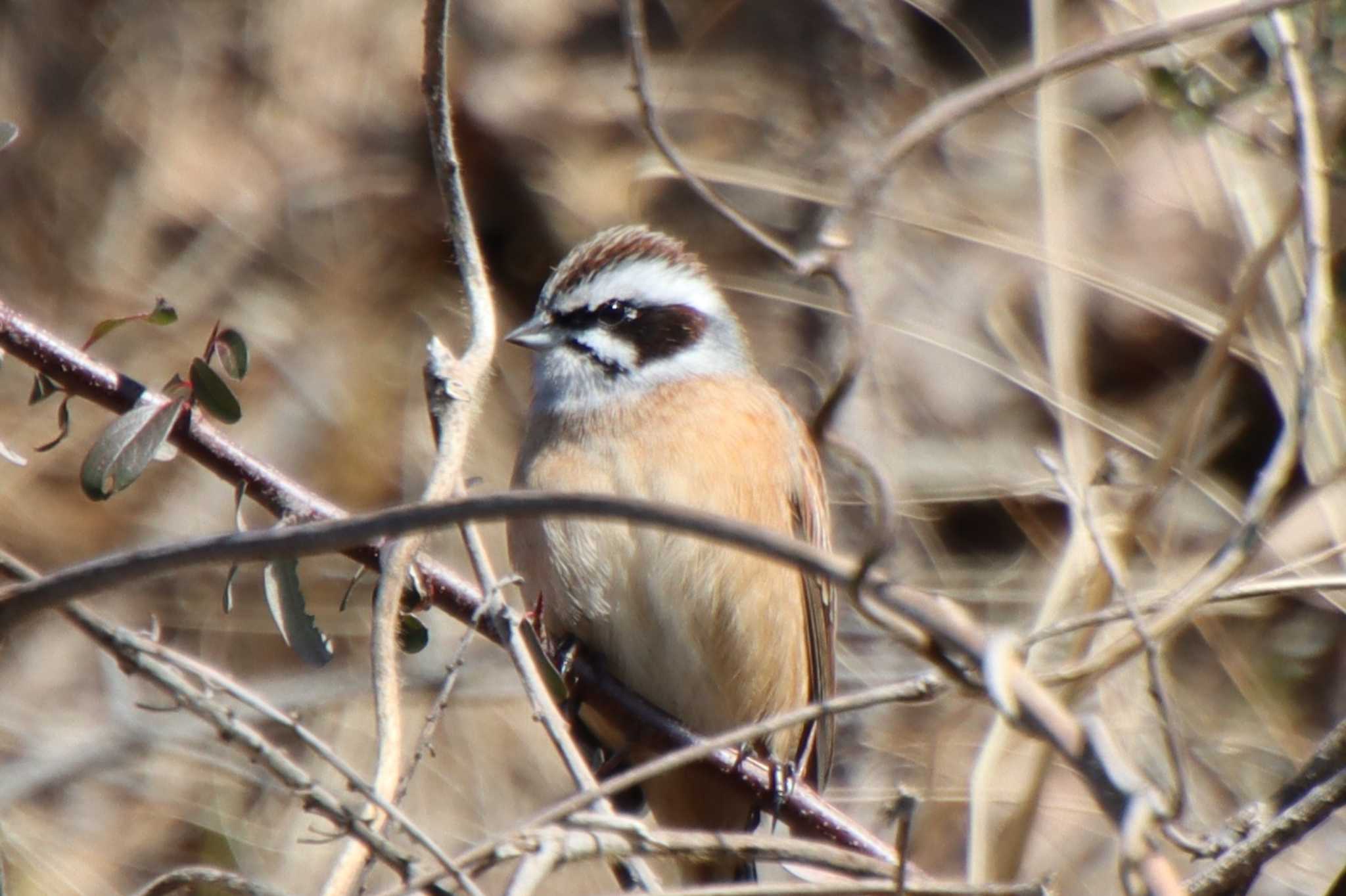 Photo of Meadow Bunting at 滋賀県米原市 by ゆりかもめ