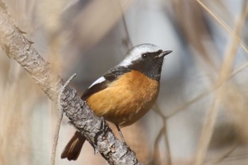 2023年2月22日(水) 滋賀県米原市の野鳥観察記録