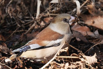 Hawfinch 狭山湖 Sat, 2/18/2023