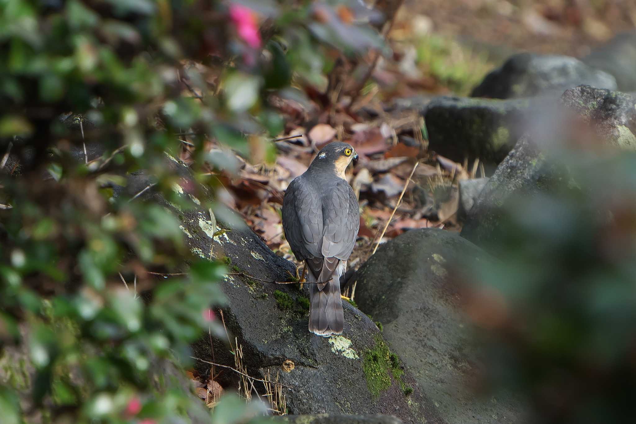 Eurasian Sparrowhawk