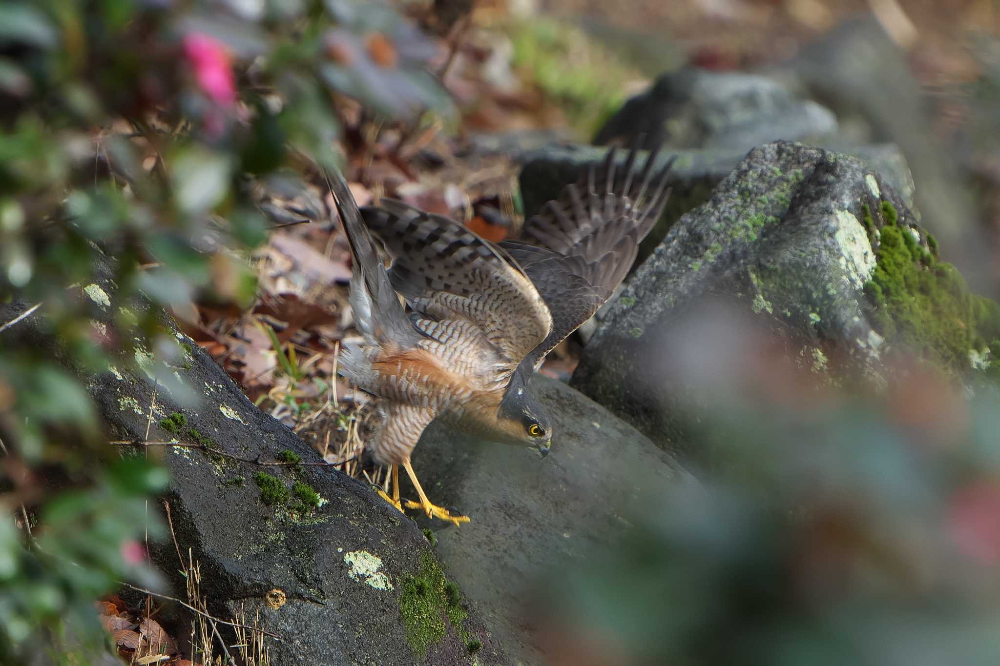 Eurasian Sparrowhawk