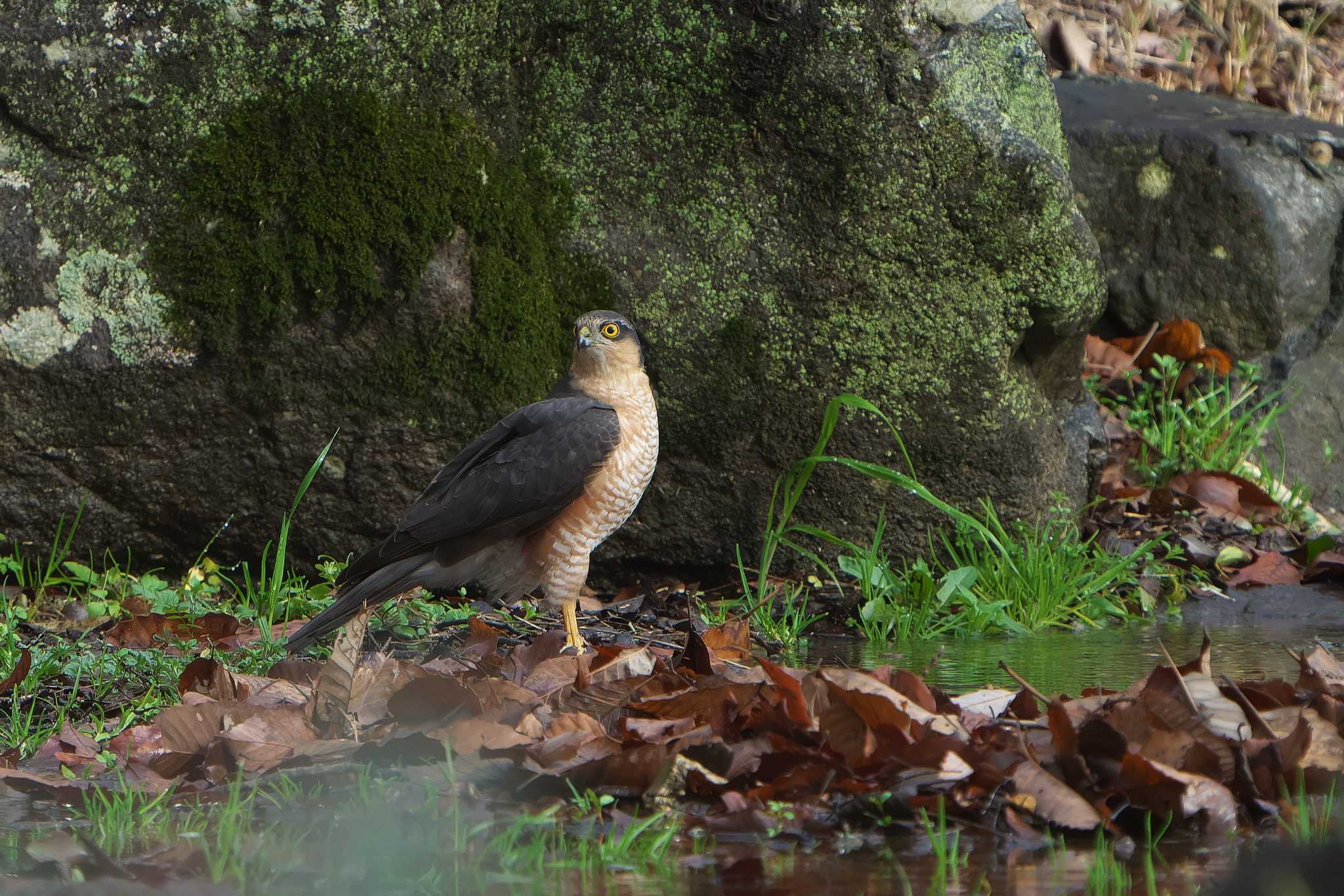 Eurasian Sparrowhawk