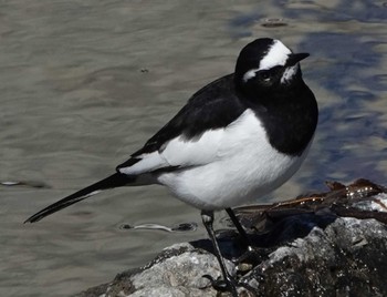 Japanese Wagtail 養老公園 Wed, 2/22/2023