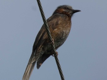 Brown-eared Bulbul(ogawae)