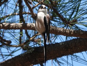 Long-tailed Tit 養老公園 Wed, 2/22/2023