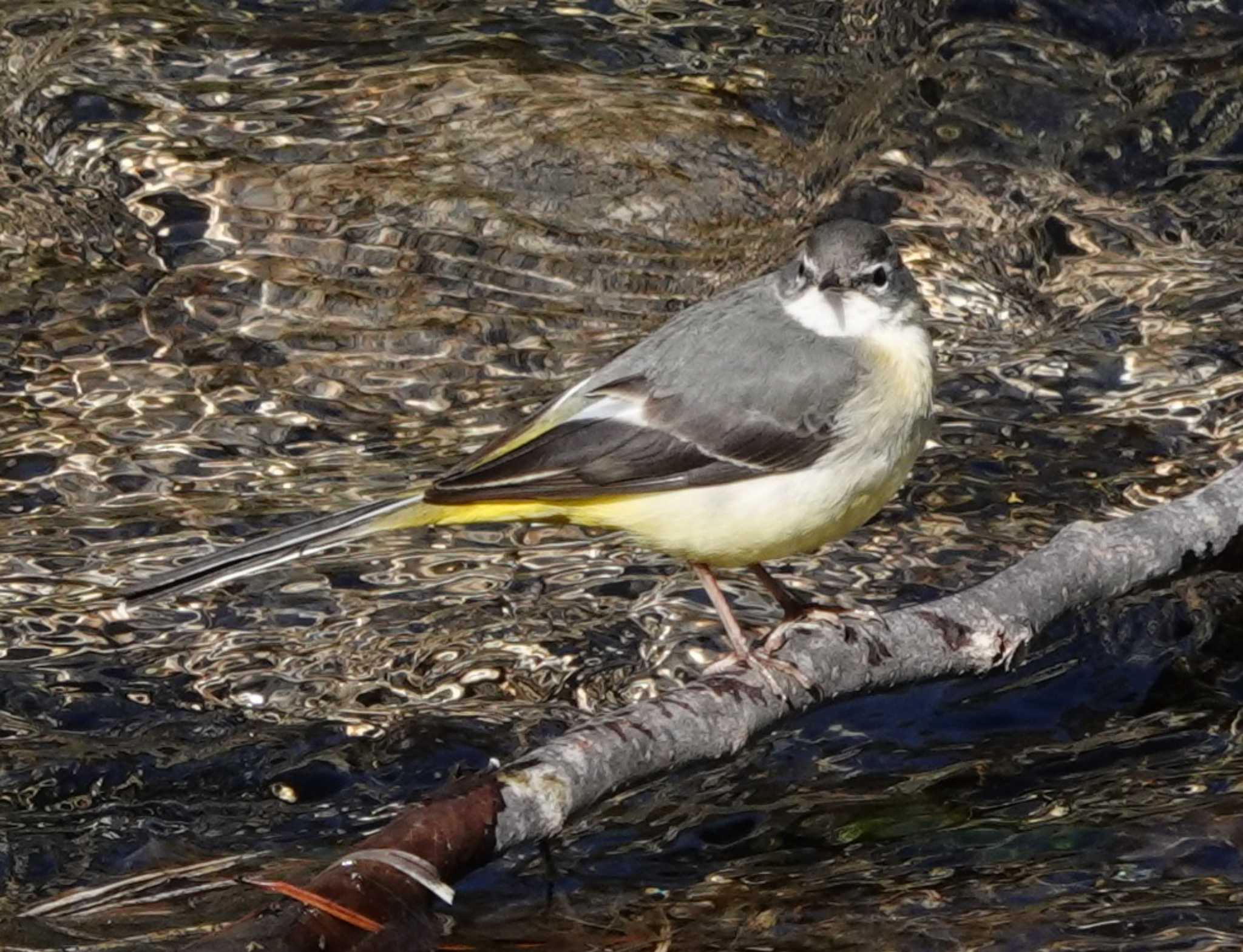 Photo of Grey Wagtail at 養老公園 by 里川