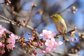 メジロ 井の頭自然文化園 2023年2月21日(火)