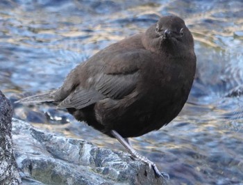 Brown Dipper 養老公園 Wed, 2/22/2023