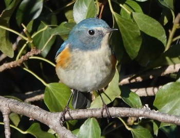 Red-flanked Bluetail 養老公園 Wed, 2/22/2023