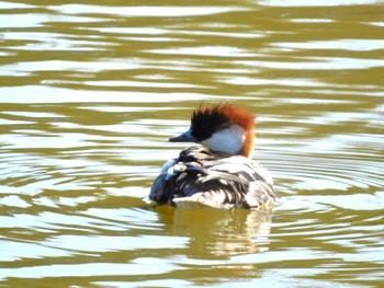 2023年2月22日(水) まつぶし緑の丘公園の野鳥観察記録