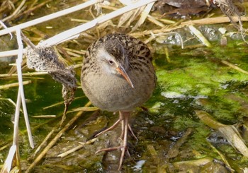 2023年2月21日(火) 浅羽ビオトープの野鳥観察記録