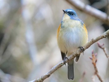 Red-flanked Bluetail つくば Sun, 2/19/2023