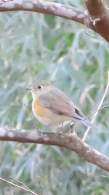 2023年2月22日(水) 浅川〜平山城址公園の野鳥観察記録