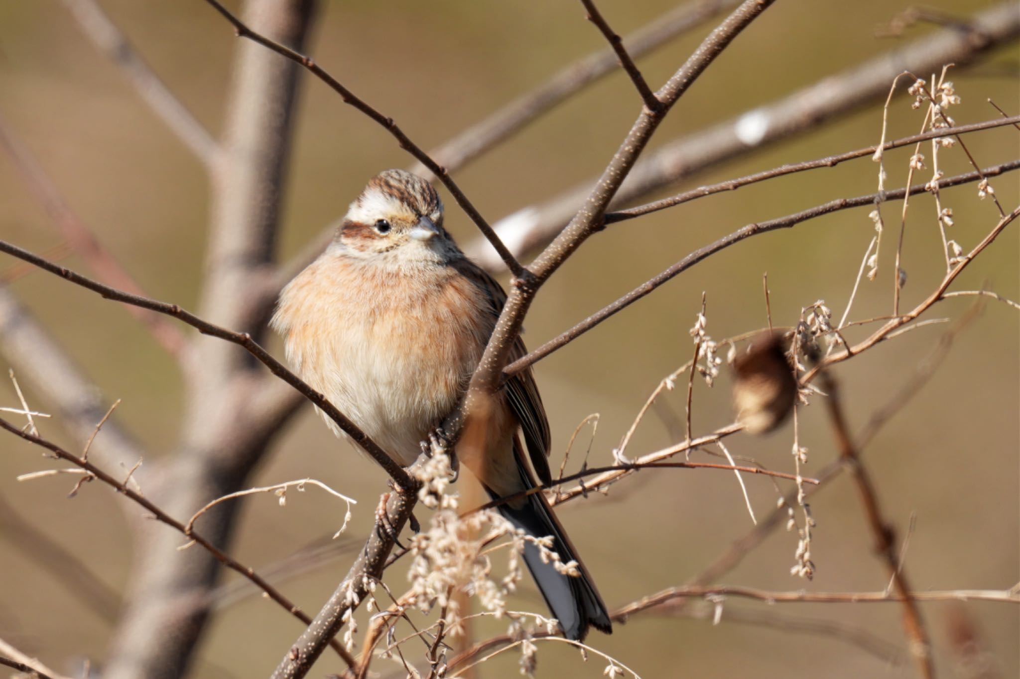 Photo of Meadow Bunting at 狭山湖 by アポちん