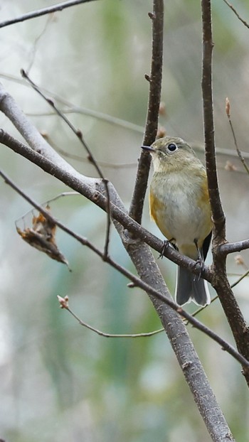 Red-flanked Bluetail Unknown Spots Unknown Date