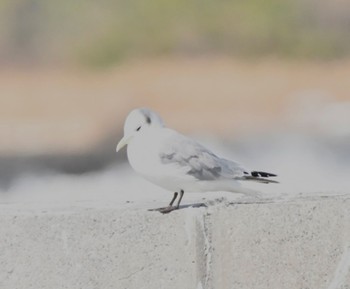 ミツユビカモメ 銚子漁港 2023年2月18日(土)