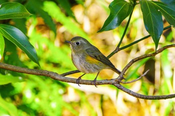 Red-flanked Bluetail 厚木七沢森林公園 Mon, 2/20/2023