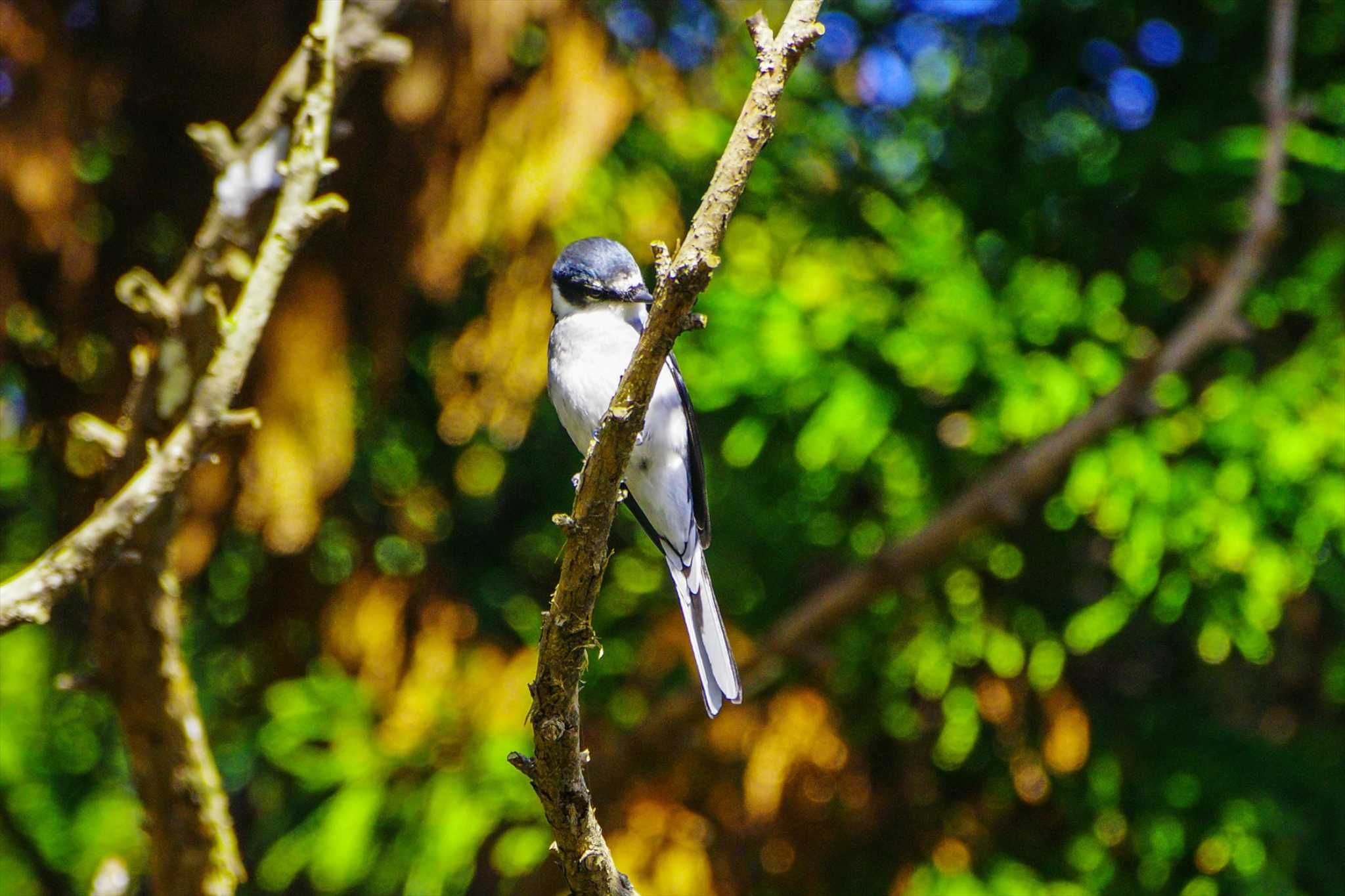 Photo of Ashy Minivet at 厚木七沢森林公園 by BW11558