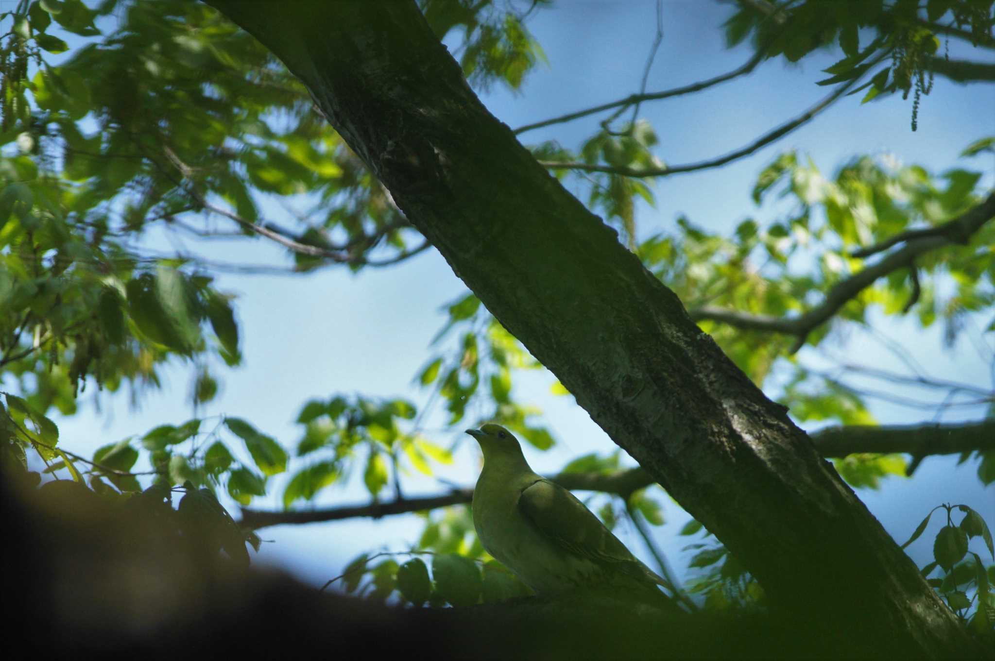 White-bellied Green Pigeon