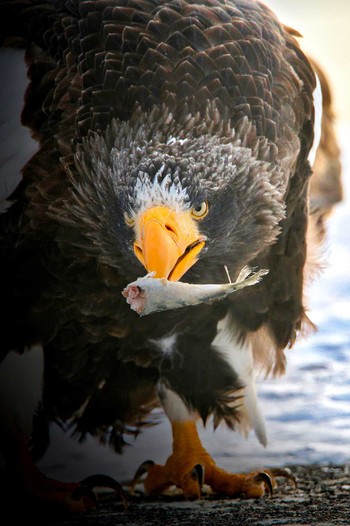 Steller's Sea Eagle 羅臼ネイチャークルーズ Fri, 2/17/2023