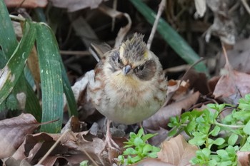 Yellow-throated Bunting 狭山湖 Sat, 2/18/2023