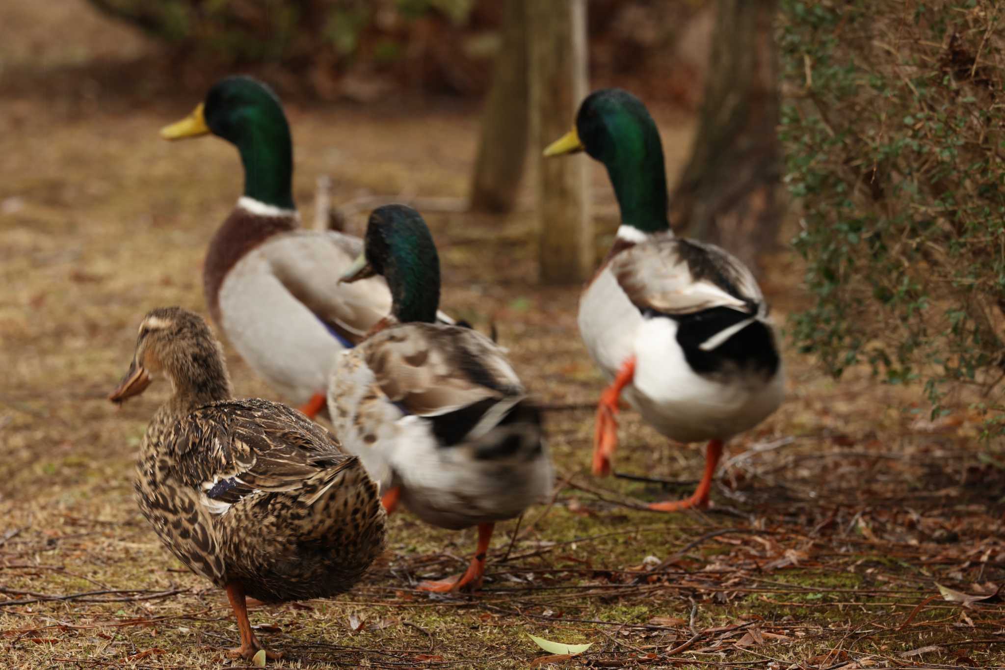 Photo of Domestic duck at 千波湖 by トビトチヌ