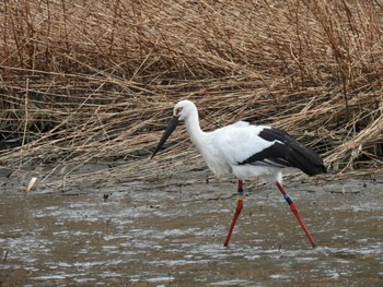 Oriental Stork 兵庫県豊岡市 Wed, 2/22/2023