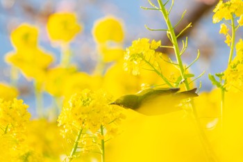 メジロ 山口県下松市笠戸島 2023年2月22日(水)