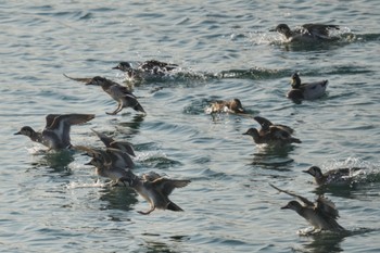 Baikal Teal 狭山湖 Sat, 2/18/2023