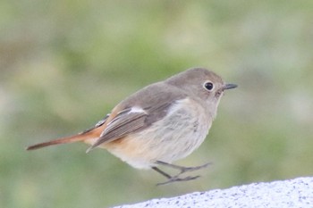 2023年2月22日(水) 京都御苑の野鳥観察記録