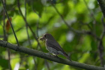 Blue-and-white Flycatcher 神奈川県 Sun, 4/29/2018