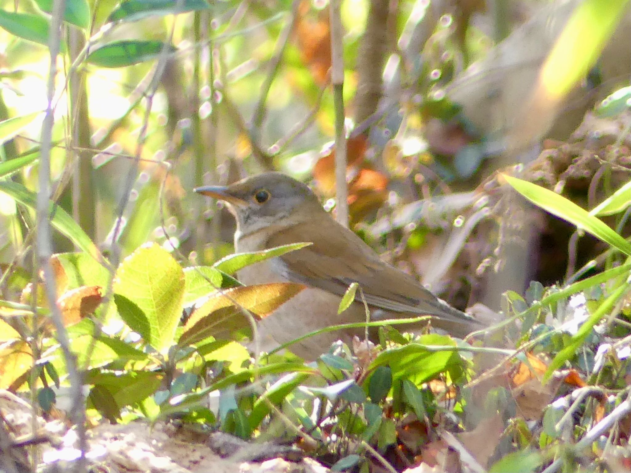 Pale Thrush