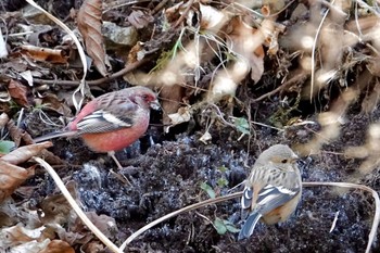 2023年2月22日(水) 早戸川林道の野鳥観察記録