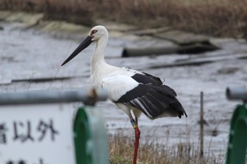 コウノトリ 兵庫県豊岡市 2023年2月22日(水)