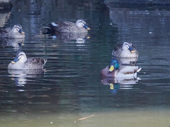 マガモ 葛西臨海公園 2023年2月12日(日)