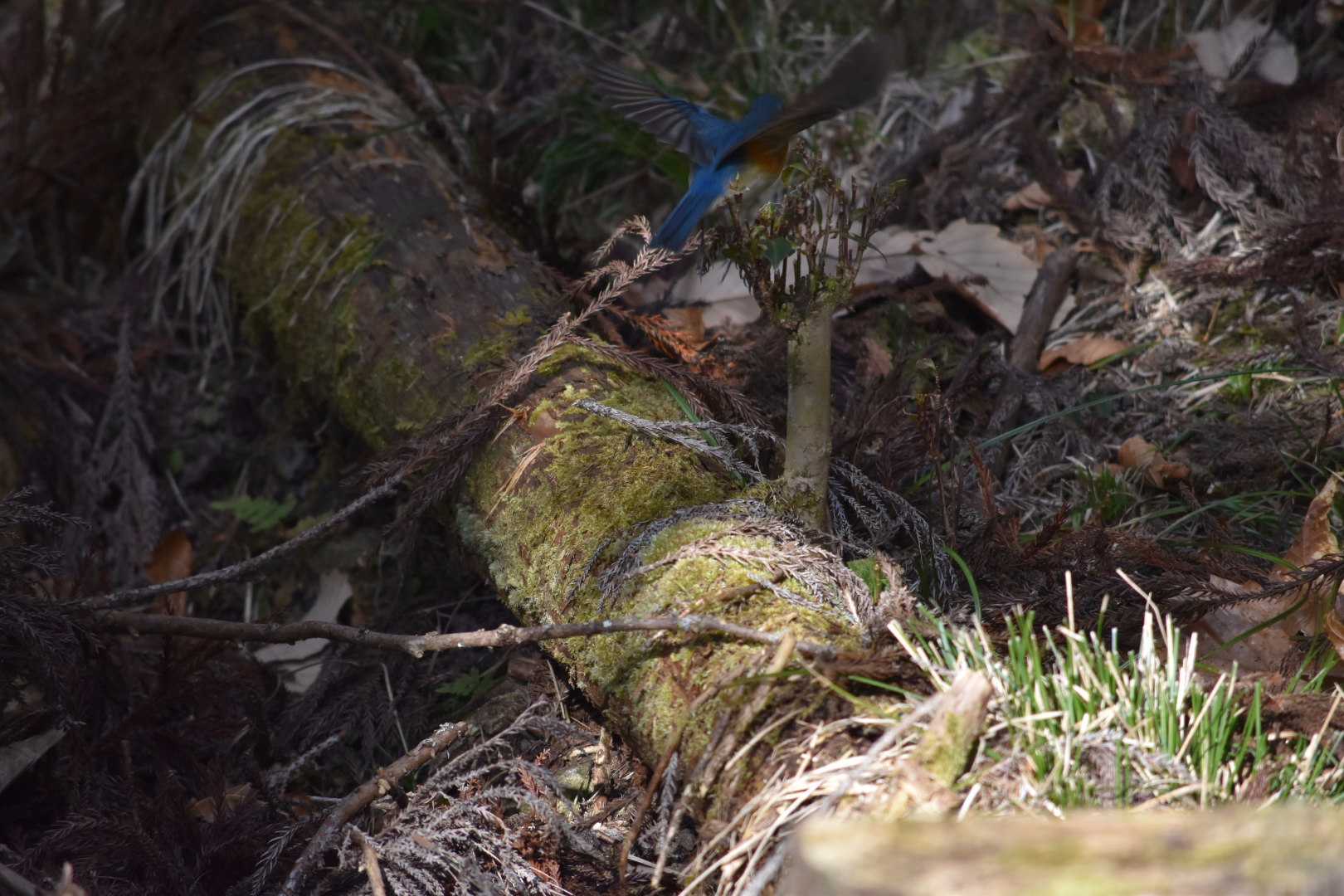 Photo of Red-flanked Bluetail at ゆめのさきの森公園 by Shunsuke Hirakawa